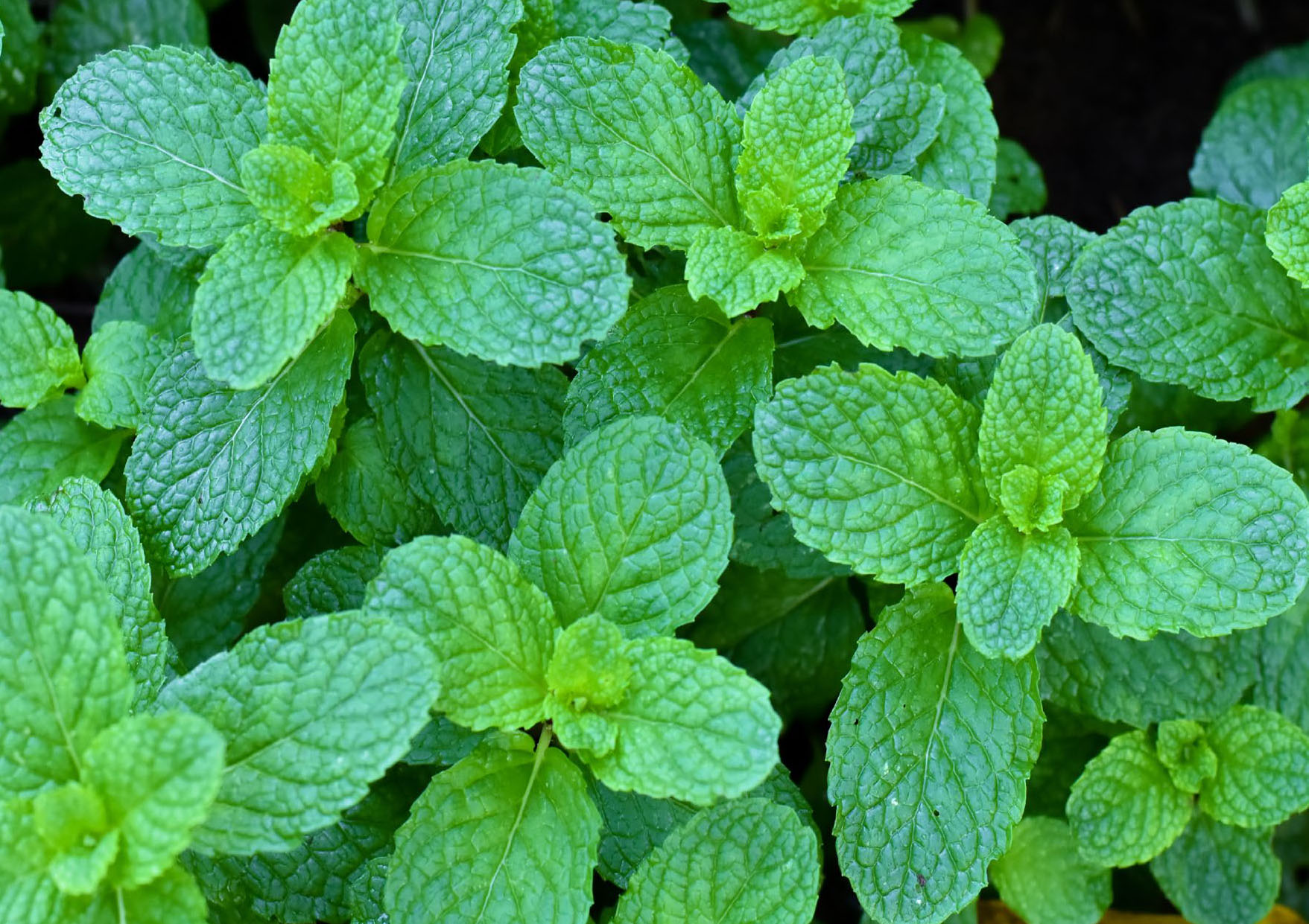 CosShing vegetable farm operations