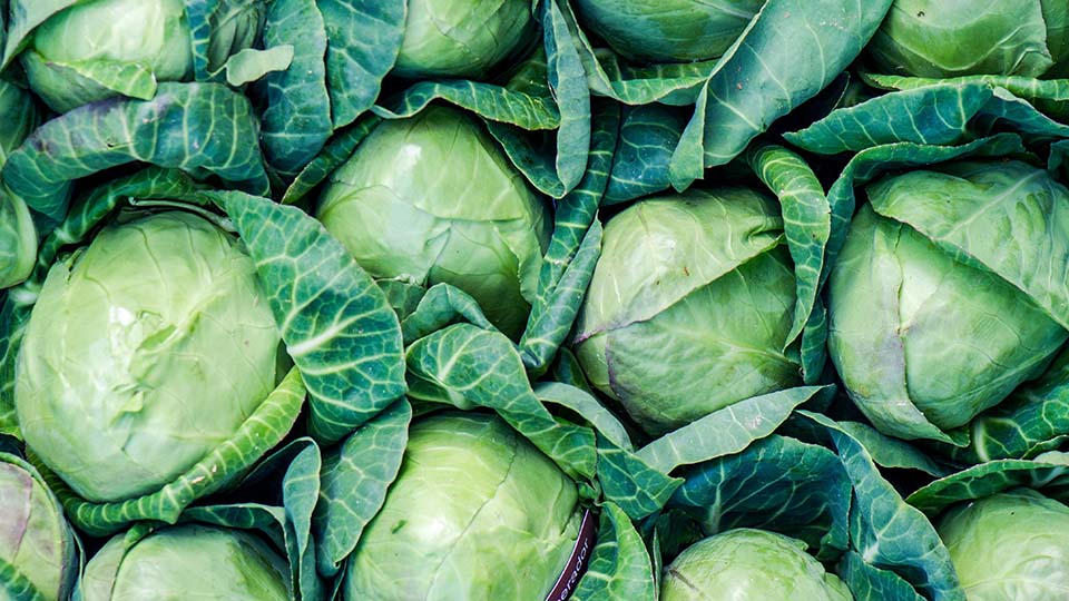 Fresh cabbages